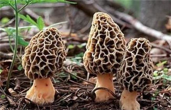 羊肚菌烘干工藝